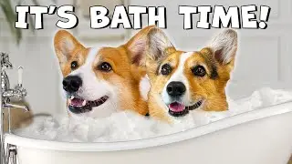 FUNNY DOGS JUST WANT BATH TIME | Hammy & Olivia Compilation