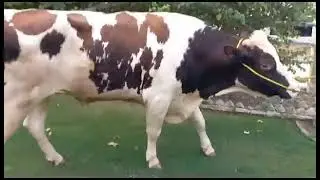 Red diamond bull semen available