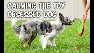 TOO excited? or OBSESSED with TOYS?   - Dog training by Kikopup