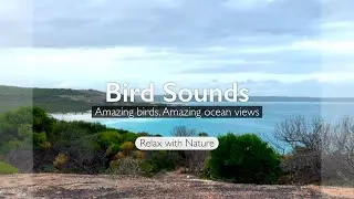Soundscape - Dolphin Cove, Cape Arid WA Australia | Birds | Ocean | Waves | Nature