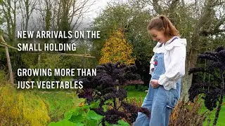 #27 Small Holding Update: New Arrivals & Growing More Than Vegetables!