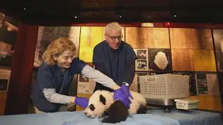 David Rubenstein pledges $10 million donation to National Zoo's giant panda conservation program