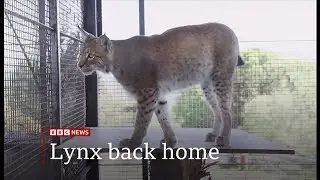Illegal release lynx arrive at their new permanent home (4) (Scotland/UK) 16/May/2025