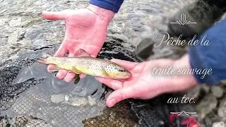 P&ecirc;che de la truite sauvage au toc.