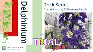 MIYOSHI Delphinium Trick series