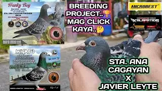 STA. ANA CAGAYAN FINISHER  X  JAVIER LEYTE FINISHER..🏆 BREEDING PROJECT MAG CLICK KAYA..🤔