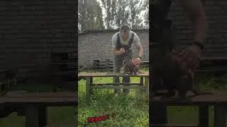 Puppy training. Дрессировка щенка немецкой овчарки. #puppy #dog #dogs #puppylove #gsdpuppy #kennel