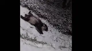 Panda is rolling down slide / Панда катается с горки