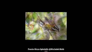 Puerto Rican Spindalis @Bin3aiah Birds