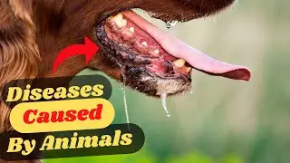 Animals That Caused Diseases In Humans: How To Avoid These Deadly Diseases?