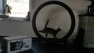 Abbey in het One Fast Cat kattenloopwiel