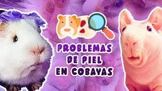 🧴 PROBLEMAS de PIEL en COBAYAS / CUYOS 🐹 Calvas, heridas, caída de pelo, rascado, quistes, abscesos🐾