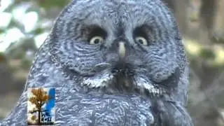 The Great Horned Owl