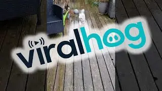 Dog Wipes Wet Paws Before Going Inside || ViralHog