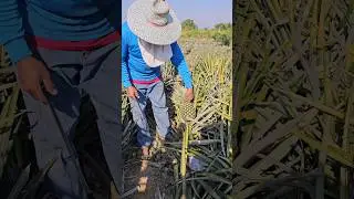 What's the pineapple flavor you just harvested at the pineapple farm? - Fruit Cutting Skills!