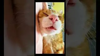 #cat #shorts #video #funnycats #2026 #trending