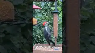 Discover the Hidden Secrets of Exotic Bird Species