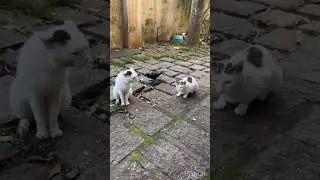 Crow troll cats, funny