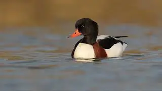 55 Common Shelduck