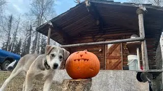 1st month in the Log Cabin #alaska #logcabin ##puppy 