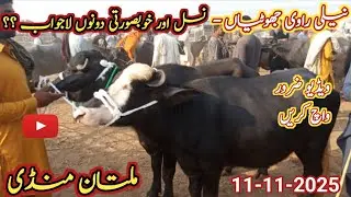 buffalo market multan | nili ravi jhotian | nasal beauty donon lajwab | murshad mandi info |
