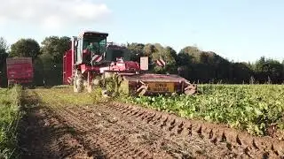 Arrachage de betteraves 2019 | Moreau LectraV2 | ETA ROBIN