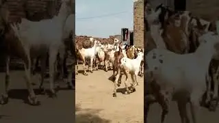 Unnat Goat Farm