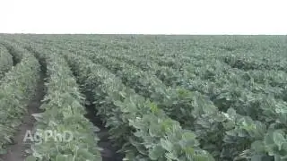 Iron Talk #902   Late Soybean Fertilizing (Air Date 7/19/15)