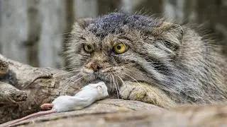 MANUL is a rare, vicious, wild mountain cat! And it is the MOST FURIOUS member of the family!