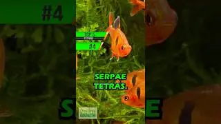 TOP 5 TETRAS #4!