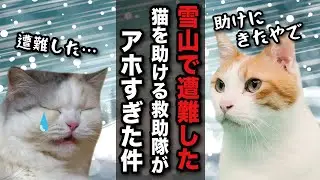 雪山で遭難した猫を助けにきた救助隊がまさかの…【漫才】【コント】 【猫アニメ】