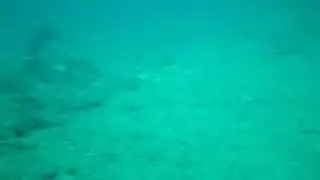 shark dive santa lucia aug 2 2009
