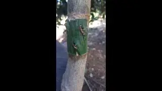 Injerto a dormidor, quitamos el pl&aacute;stico y estimulamos