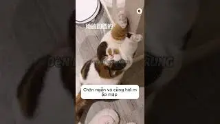 Tiểu Quyến của t&ocirc;i !!  #douyin #vlog #animals #trending #cat #food #travel #shots #video