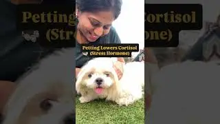 Petting lowers Cortisol (stress hormones) #stressrelief #stress #stressmanagement