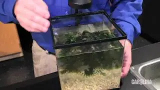 Care and Handling of Aquatic Plants
