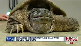 Bra strap backings and zip ties used to save turtles