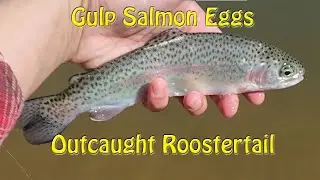 Caught Trout with Roostertail (good) and Gulp Salmon Eggs (best) - No luck with Flies at Upper Tawa