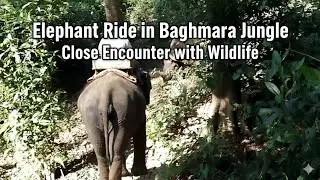 Elephant Ride in Baghmara Jungle | Close Encounter with Wildlife