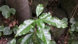 Travelling La Palma: The Laurisilva Forest At Los Tilos