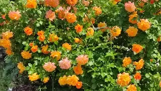 ПОСАДКА РОЗ ВЕСНОЙ .🌹🌹🌹САМЫЙ НАДЕЖНЫЙ СПОСОБ ПОСАДКИ