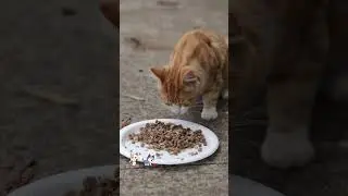 Feeding Adorable Stray Cats - Sydney 24.1.2026
