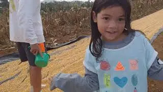 Drying Corn and Checking Moisture Content