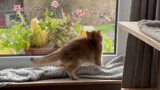 How to Make a Cat Truly Happy! Zlata the Golden British Shorthair