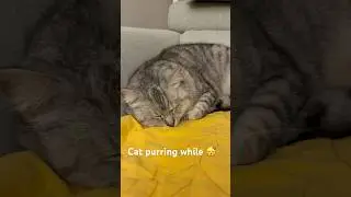 Cats purring while sleeping #cats #cat #purring #catpurring # #animallife #cutepets
