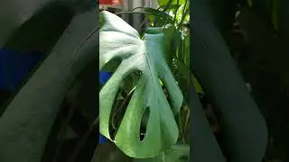 Plant Appreciation 🪴 | THOW 💛 #monstera #bananatree #birdofparadise #plants #thehouseonwillett