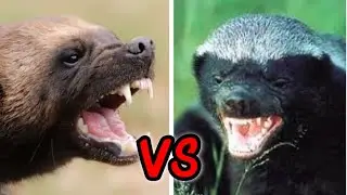 Wolverine VS Honey Badger