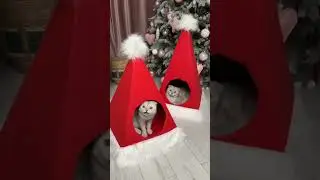 Cat-house