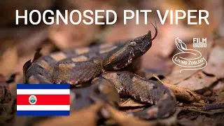 Venomous Hognosed pit viper (Porthidium nasutum), dangerous snake from Costa Rica, Nose-horned viper