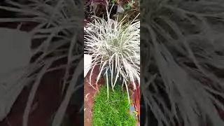 star grass #hemigraphis repanda plant #kichu abhis gallery